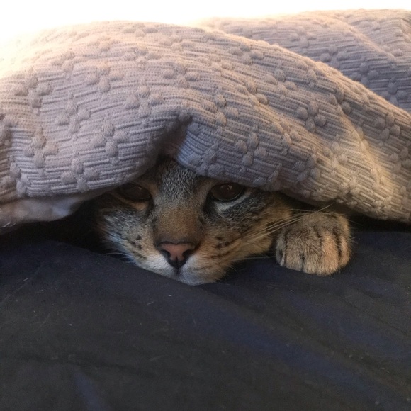 Meet your Posher, Meredith - Picture 1 of 1